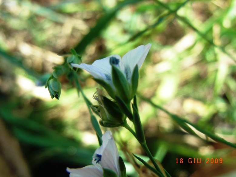 Linum bienne